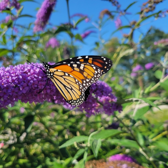 monarch6464